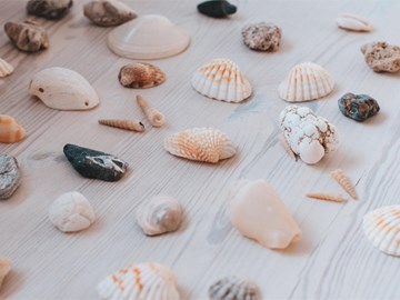 Ideas para hacer manualidades con conchas de mar